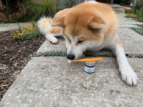 🎁Dog gift ideas|unique🥰Toothbrushes|Australian exclusive| 360degree dog toothbrushes 🪥 made in Japan🇯🇵