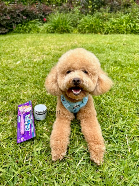 🎁Dog gift ideas|unique🥰Toothbrushes|Australian exclusive| 360degree dog toothbrushes 🪥 made in Japan🇯🇵