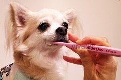 🎁Dog gift ideas|unique🥰Toothbrushes|Australian exclusive| 360degree dog toothbrushes 🪥 made in Japan🇯🇵