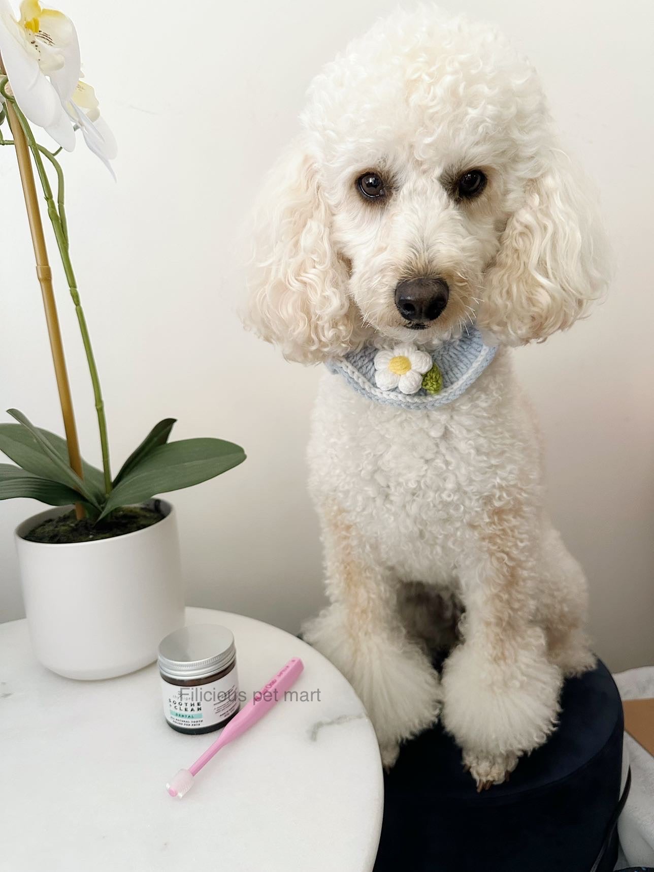 🎁Dog gift ideas|unique🥰Toothbrushes|Australian exclusive| 360degree dog toothbrushes 🪥 made in Japan🇯🇵