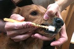🎁Dog gift ideas|unique🥰Toothbrushes|Australian exclusive| 360degree dog toothbrushes 🪥 made in Japan🇯🇵