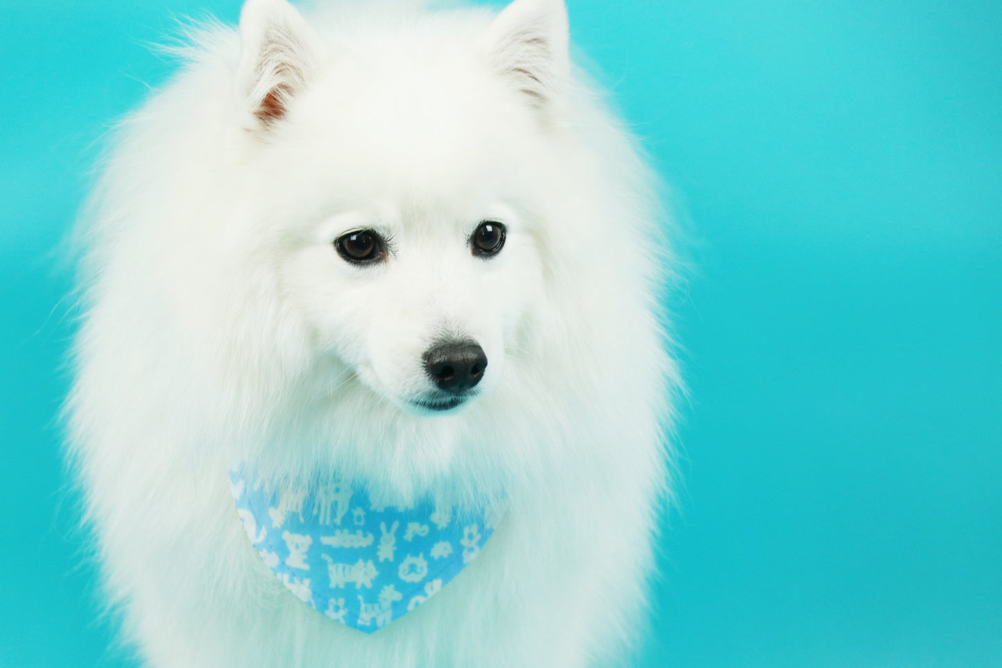 Limited edition Puppy Neckercheif - Double sided B0022020