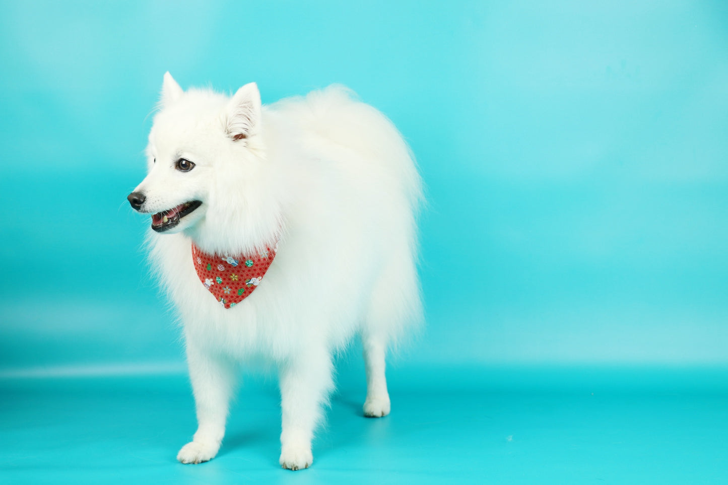Limited edition Puppy Neckercheif - Double sided B0062020