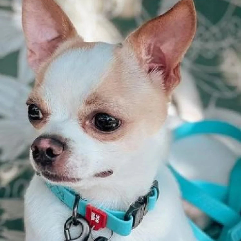 Waterproof Glowing In The Dark Dog Collar by WAH DOG