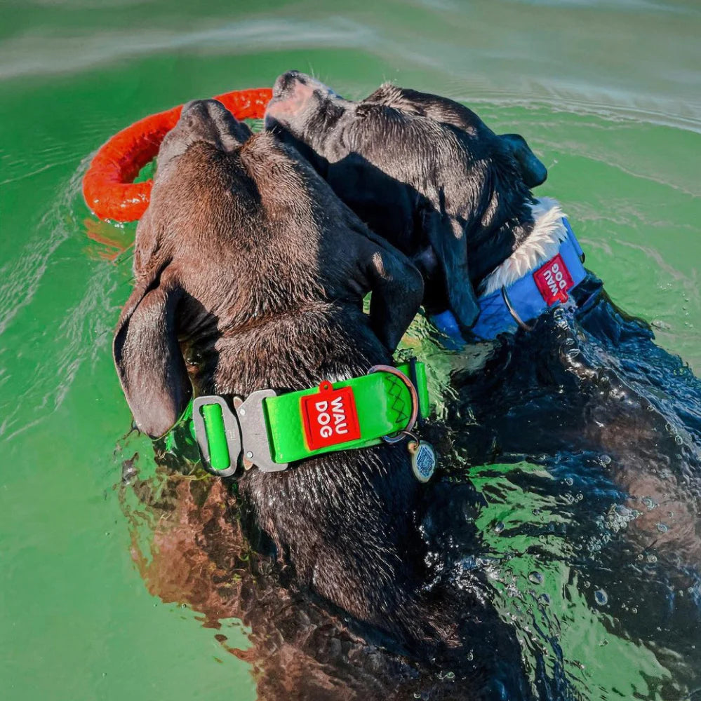 Ultra-Modern Waterproof Dog Collar With Metal Clasp by WAHDOG