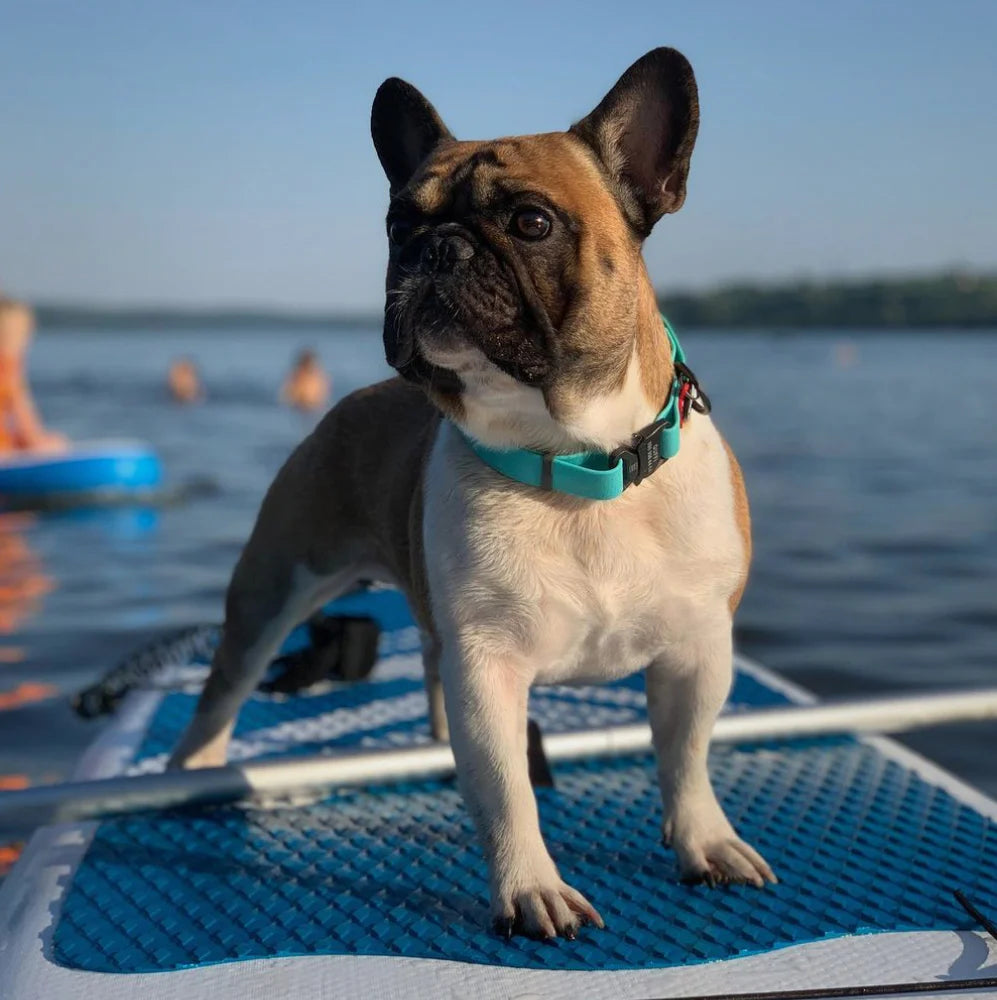 Waterproof Glowing In The Dark Dog Collar by WAH DOG