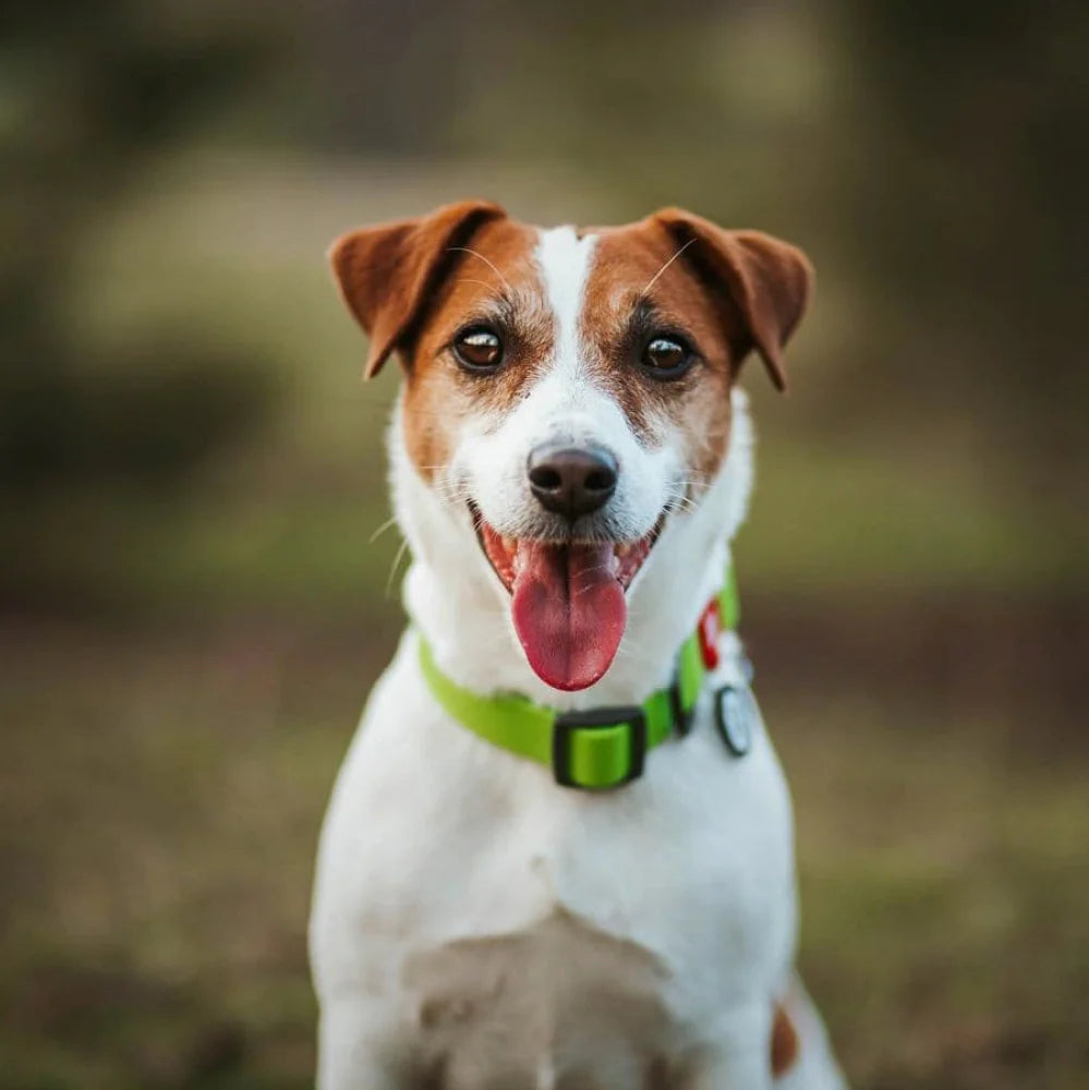 Ultra-Modern Waterproof Dog Collar With Metal Clasp by WAHDOG