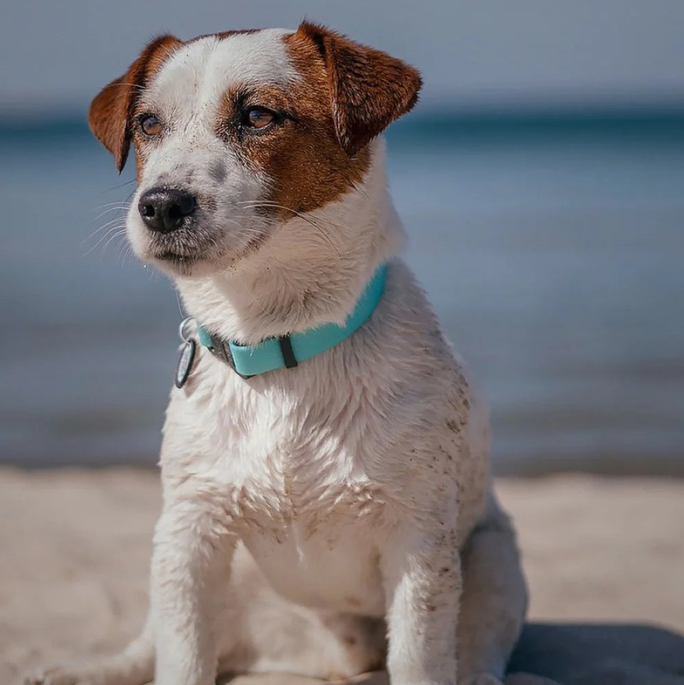 Waterproof Glowing In The Dark Dog Collar by WAH DOG